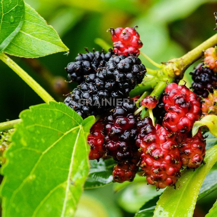 Black mulberry, Morus Nigra image